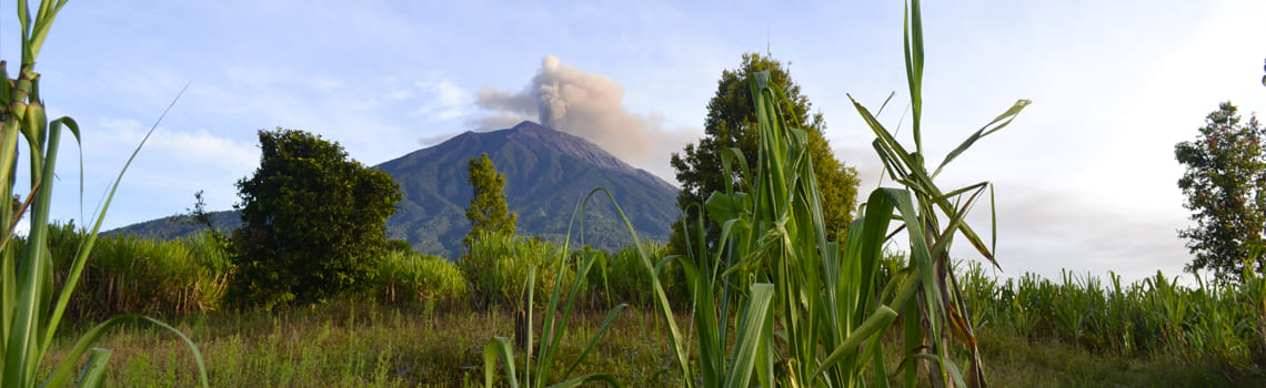 alko-kerinci-indonesie.jpg