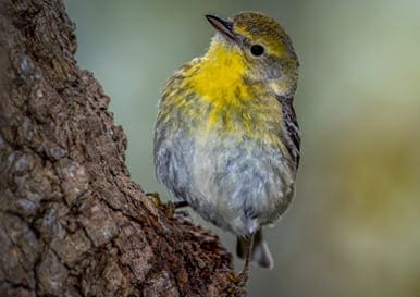 SMBC - Smithsonian Migratory Bird Center