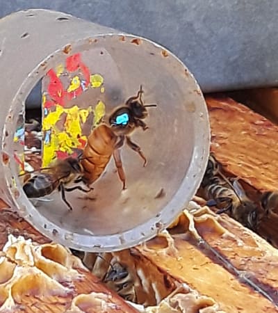 Reine des abeilles d'une des ruches