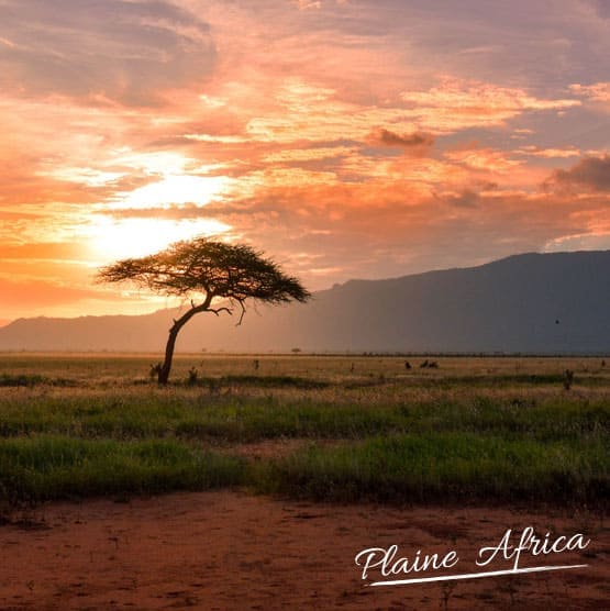 cafe-du-mois-plaine-africa.jpg