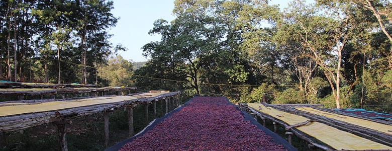 ethiopie-mustefa-abakeno.jpg