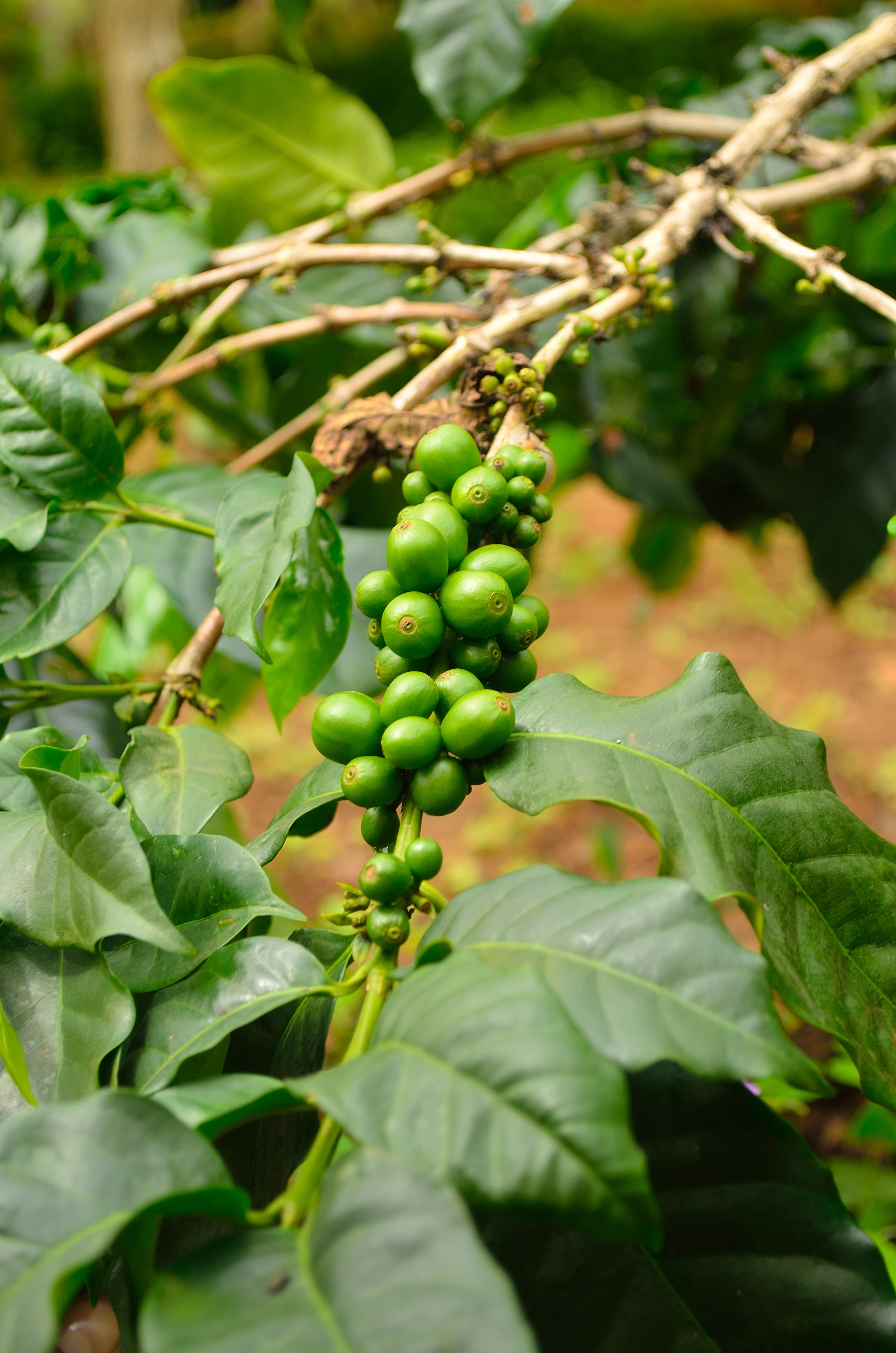 Café Roots grain ou moulu