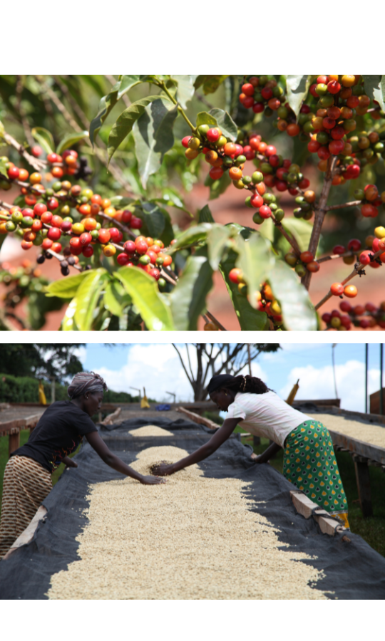 Café Strawberry en grains ou moulu Colombie