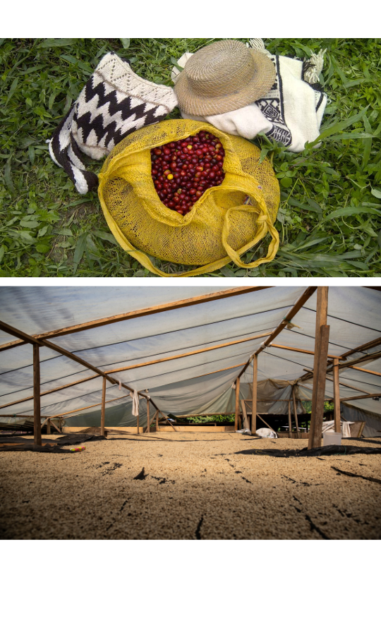 Café Strawberry en grains ou moulu Colombie