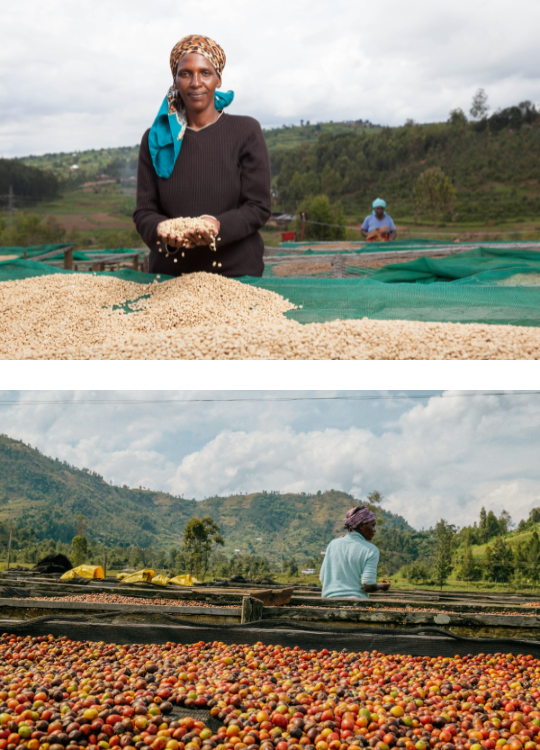 Café Strawberry en grains ou moulu Colombie