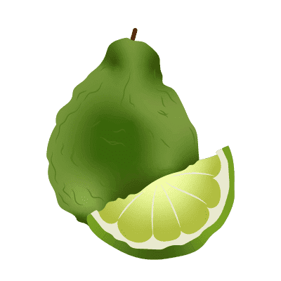 illustration de bergamote