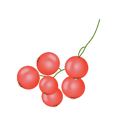 grappe de groseilles