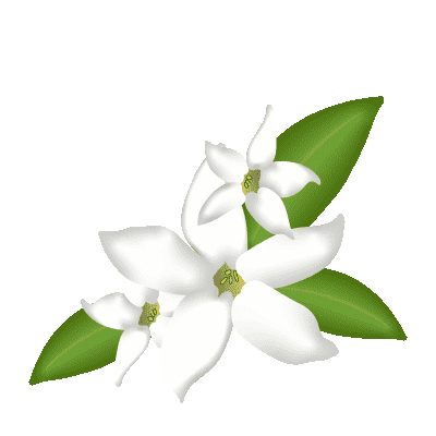illustration de fleurs de Jasmin