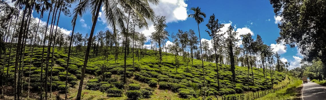 karnataka-malabar-moussonne-inde.jpg